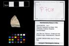 Foto (Objekt + Etikett) von Pithonoton marginatum (von Meyer, 1842)  (NHMW-GEO-2014-0194-0708)